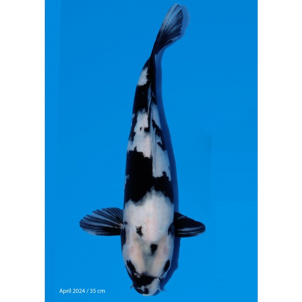 Yagenji Koifarm - Shiro Utsuri 35 cm 
