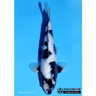 Omosako Koifarm - Shiro Utsuri 28 cm 