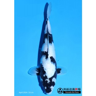 Omosako Koifarm - Shiro Utsuri 33 cm 