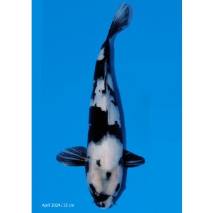 Yagenji Koifarm - Shiro Utsuri 35 cm 