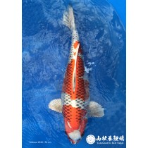Kujaku 54 cm - Sakai Koifarm - Mudpond 11 / 2020