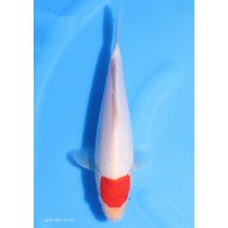 Tancho 21 cm- Mudpond / Azukari 12 / 2020