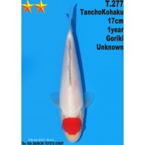 Tancho - 30 cm